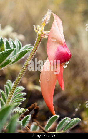 Rosa pallido versione del normalmente profondo rosso deserto Sturts pisello, spettacolare fiore nativo di semi aride regioni dell Australia. Foto Stock