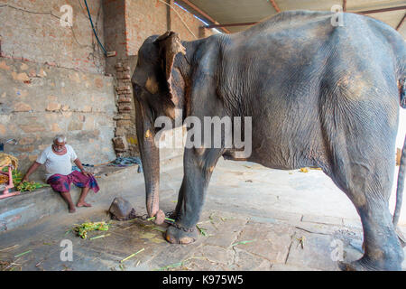 Jaipur, India - 20 settembre 2017: unidentified l uomo sta con un enorme elefante a Jaipur, India. Gli elefanti sono usati per giostre ed altre attrazioni turistiche activ Foto Stock