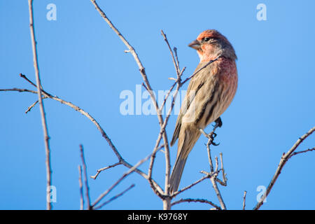 La casa finch appollaiate sul ramo di albero Foto Stock