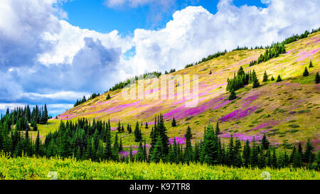 Escursioni attraverso i prati alpini coperti in rosa fireweed fiori selvatici in alta montagna vicino al villaggio di sun picchi, nel centro di British Columbia Foto Stock