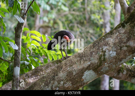 Spazzola australiano Turchia (Alectura lathami) appollaiato in un albero nella foresta pluviale nel lontano Nord Queensland. Foto Stock
