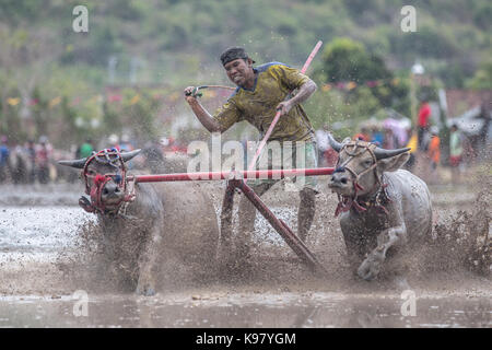 Jereweh, sumbawa barat, Indonesia - 10 settembre 2017: locale buffalo gara concorso sull isola di Sumbawa, Indonesia il 10 settembre 2017. Foto Stock