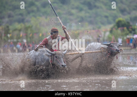 Jereweh, sumbawa barat, Indonesia - 10 settembre 2017: locale buffalo gara concorso sull isola di Sumbawa, Indonesia il 10 settembre 2017. Foto Stock