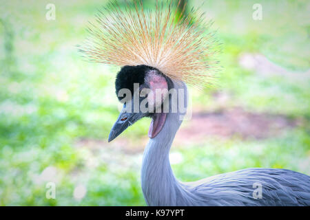 African Crowned Crane allo zoo con un collo alto diffondersi fuori come un bellissimo colorato Foto Stock