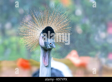 African Crowned Crane allo zoo con un collo alto diffondersi fuori come un bellissimo colorato Foto Stock