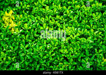 Lussureggiante siepe di pianta sempreverde con proprietà funzione di separazione lussureggiante siepe di pianta sempreverde con proprietà funzione di separazione Foto Stock