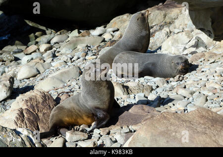 NZ le foche a Glenburn, Wairarapa, Isola del nord, Nuova Zelanda Foto Stock