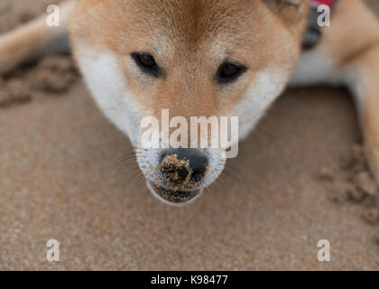 Giapponese maschio Shiba Inu cane rosso e bianco adulto all'aperto sulla spiaggia Foto Stock