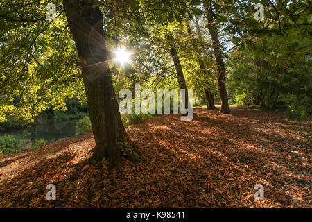 Settembre sunshine streaming attraverso ippocastani nel parco di gru, Twickenham, Regno Unito. bellissimi colori autunnali di foglie cadute, giacente a terra. Foto Stock