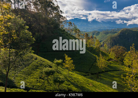 Vista delle piantagioni di tè da Lipton di guida Haputale in Hill Country, Sri Lanka. Foto Stock