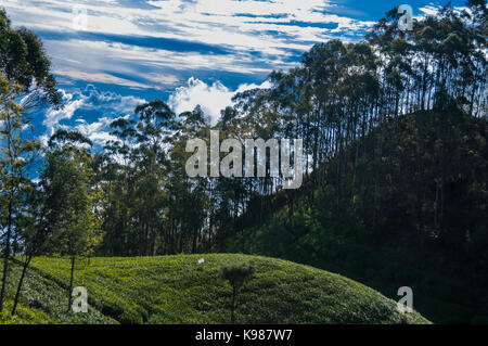 Vista delle piantagioni di tè da Lipton di guida Haputale in Hill Country, Sri Lanka. Foto Stock