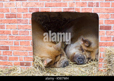 Sus scrofa domesticus, suini Kunekune dormire in una penna temporanea Foto Stock