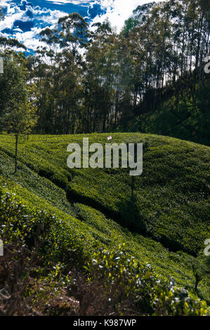 Vista delle piantagioni di tè da Lipton di guida Haputale in Hill Country, Sri Lanka. Foto Stock