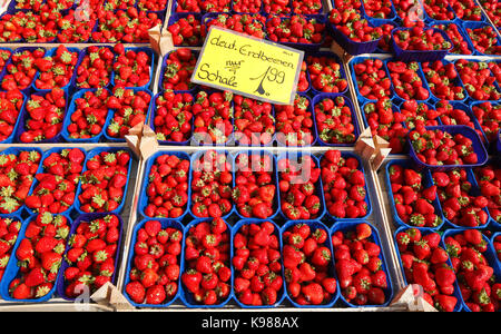 Fragole tedesche fresche in una bancarella di mercato, Brema, Germania, Europa i Frische Deutsche Erdbeeren (Fragaria) und Brombeeren in Schalen auf einem Mar Foto Stock