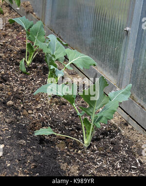 Giovani pianta di cavolo rapa in casa verde Foto Stock