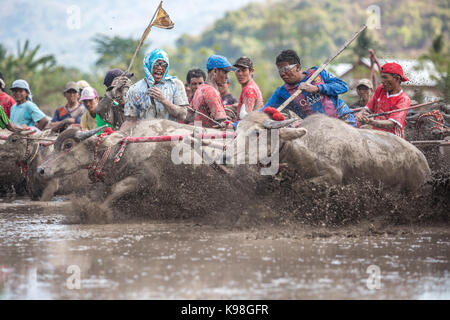 Jereweh, sumbawa barat, Indonesia - 10 settembre 2017: locale buffalo gara concorso sull isola di Sumbawa, Indonesia il 10 settembre 2017. Foto Stock