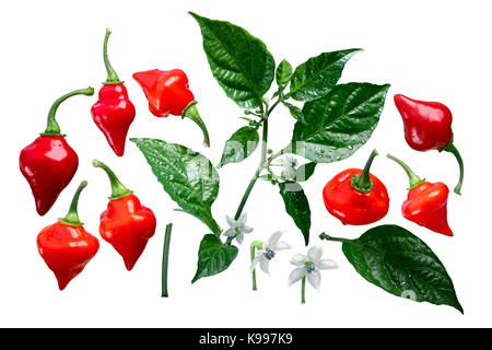 Chupetinho o biquinho cile pepe (c. chinense), impianti, baccelli, foglie, fiori, vista esplosa (elementi). percorso di clipping per ogni Foto Stock