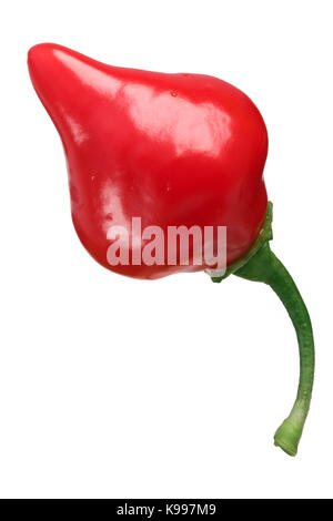 Chupetinho o biquinho cile peperoncino (capsicum chinense), pod. tracciato di ritaglio Foto Stock