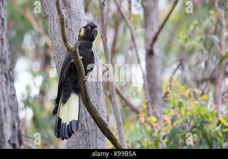 Giallo-tailed Black Cockatoo (Calyptorhynchus funereus), NSW, Australia Foto Stock