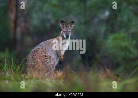 Rosso-un wallaby dal collo (Macropus rufogriseus), Blue Mountains, NSW, Australia Foto Stock