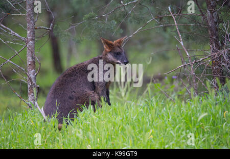 Grande maschio Swamp Wallaby Wallabia (bicolore), Cocoparra National Park, NSW, Australia Foto Stock