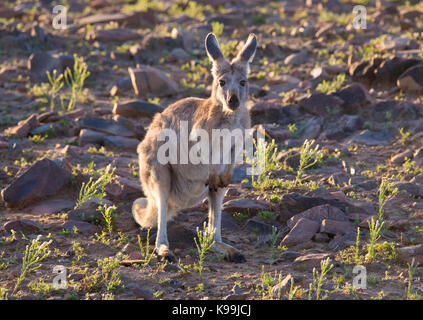 Wallaroo comune (Macropus robustus), Flinders Ranges, Sud Australia Foto Stock