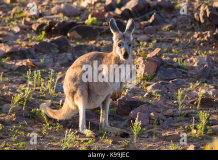 Wallaroo comune (Macropus robustus), Flinders Ranges, Sud Australia Foto Stock