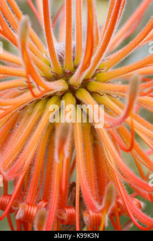 Puntaspilli Protea, leucospermum reflexum, Clanwilliam, Sud Africa. Famiglia Proteaceae Foto Stock