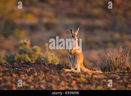 Giovani canguro rosso (Macropus rufus), Sturt National Park, outback NSW, Australia Foto Stock