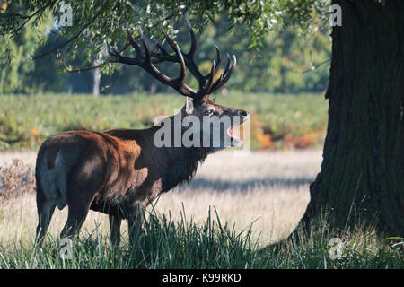 Bushy Park, London, Regno Unito. Il 22 settembre, 2017. I solchi stagione è in corso a Bushy Park nel sud-ovest di Londra. Questo magnifico Red Deer stag soffietto un avvertimento per gli altri maschi per tenere lontano. Credito: Julia Gavin/Alamy Live News Foto Stock