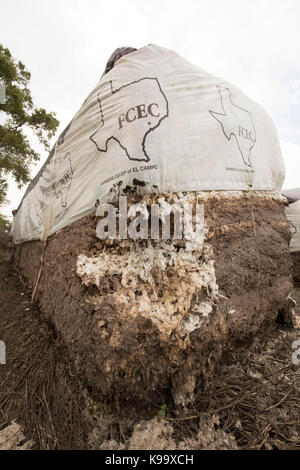 El campo, Stati Uniti. 21 Settembre 2017. Fattoria di cotone devastata dall'uragano Harvey vicino alla piccola cittadina agricola del Texas di El campo. Credit: Bob Daemmrich/Alamy Live News Foto Stock