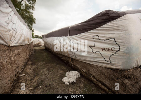 El campo, Stati Uniti. 21 Settembre 2017. Fattoria di cotone devastata dall'uragano Harvey vicino alla piccola cittadina agricola del Texas di El campo. Credit: Bob Daemmrich/Alamy Live News Foto Stock