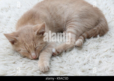 Tre mesi di zenzero luce gattino addormentato Surrey in Inghilterra Foto Stock