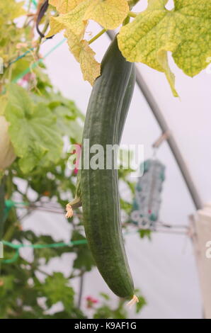 Homegrown 'Femspot" varietà cetrioli crescente sotto la copertura su un inglese un riparto garden, REGNO UNITO Foto Stock