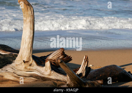 Primo piano di un bellissimo pezzo testurizzata di driftwood lavato fino a una spiaggia tropicale Foto Stock