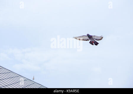 Seagull (bianco) di uccello vola nel cielo blu Foto Stock