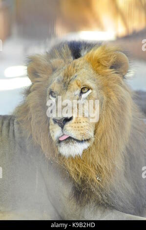 Leone (Panthera leo) primo piano, il più grande carnivoro africano Foto Stock