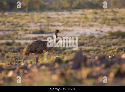 Emu (Dromaius novaehollandiae) in outback NSW, Australia Foto Stock