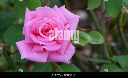 Bella rosa rosa con foglie e steli Foto Stock
