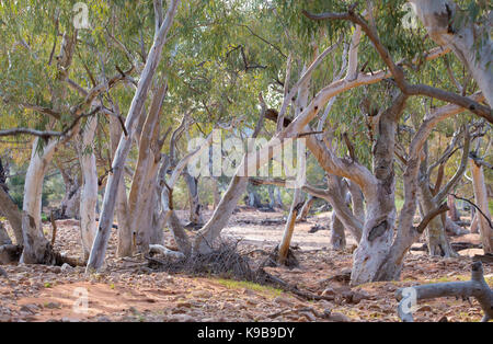 Eucalipti (Red River Gum) bosco lungo un alveo secco in Sturt National Park, outback NSW, Australia Foto Stock