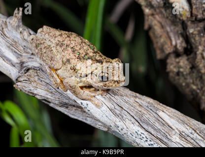 Peron la Raganella (Litoria peronii), noto anche come Emerald-spotted raganella, Queensland, Australia Foto Stock