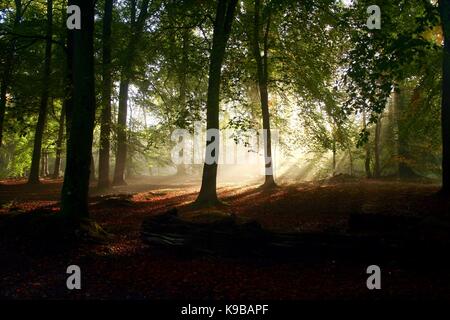 Sun Streaming attraverso gli alberi nella foresta Savernake Foto Stock