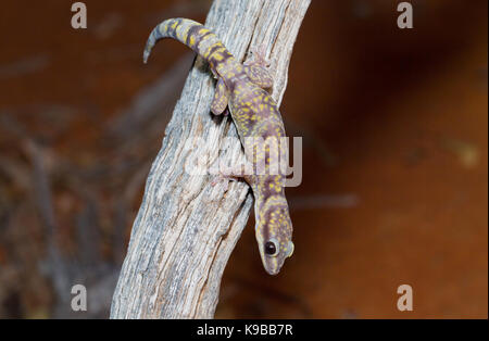 Velluto di marmo Gecko (Oedura marmorata), Queensland, Australia Foto Stock