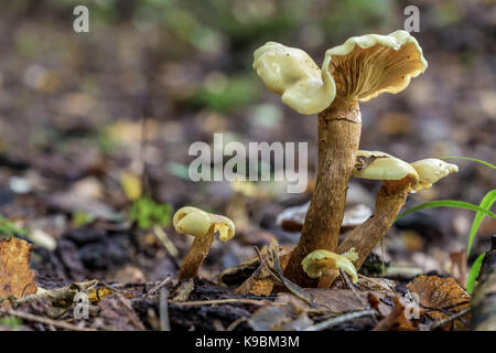 Famiglia di albatrellus confluens in close-up orizzontale Foto Stock