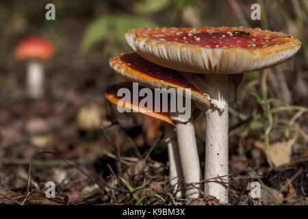 3 vecchia amanita muscarias crescente affiancati altri un giovane in background Foto Stock