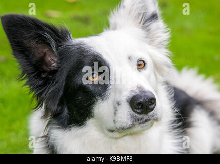 Border Collie sheep dog ritratto Foto Stock