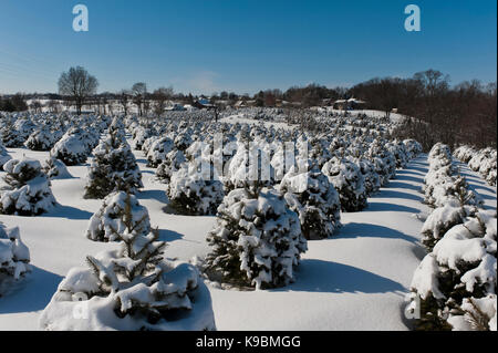 Coperta di neve ALBERI DI NATALE, LANCASTER PENNSYLVANIA Foto Stock