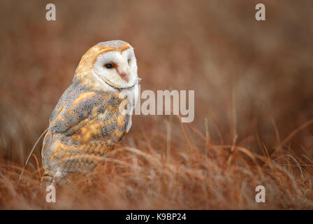 Barbagianni - Tyto alba Foto Stock