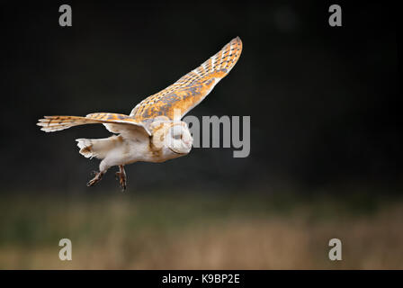 Barbagianni - Tyto alba Foto Stock