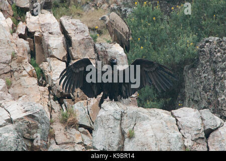 Avvoltoio nero coragyps stratus appollaiato sulle rocce con ali stese monfrague spagna Foto Stock